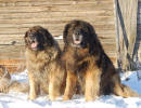 Iita & Pallero