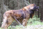Pallero