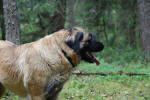 Peppi