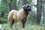 Peppi