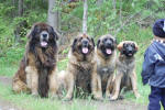 Pallero - Iita - Peppi - Alli
