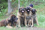 Pallero - Iita - Peppi - Alli